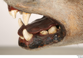 Striped Hyena Hyaena hyaena mouth teeth 0006.jpg